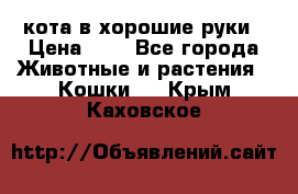 кота в хорошие руки › Цена ­ 0 - Все города Животные и растения » Кошки   . Крым,Каховское